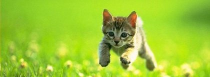 Cutie Cat Facebook Covers